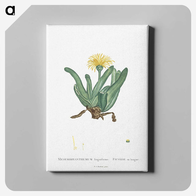 2-30_Histoire-des-Plantes-Grasses_canvas