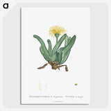 2-30_Histoire-des-Plantes-Grasses_picture-crop