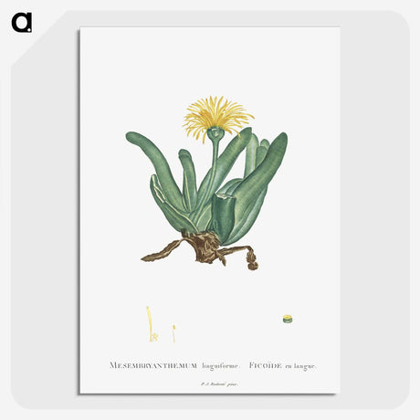 2-30_Histoire-des-Plantes-Grasses_picture-crop