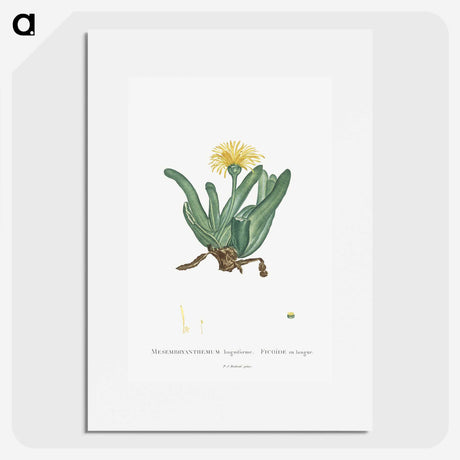 2-30_Histoire-des-Plantes-Grasses_picture