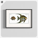 2-30_Ichtyologie-ou-Histoire-naturelle_blk