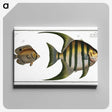 2-30_Ichtyologie-ou-Histoire-naturelle_canvas