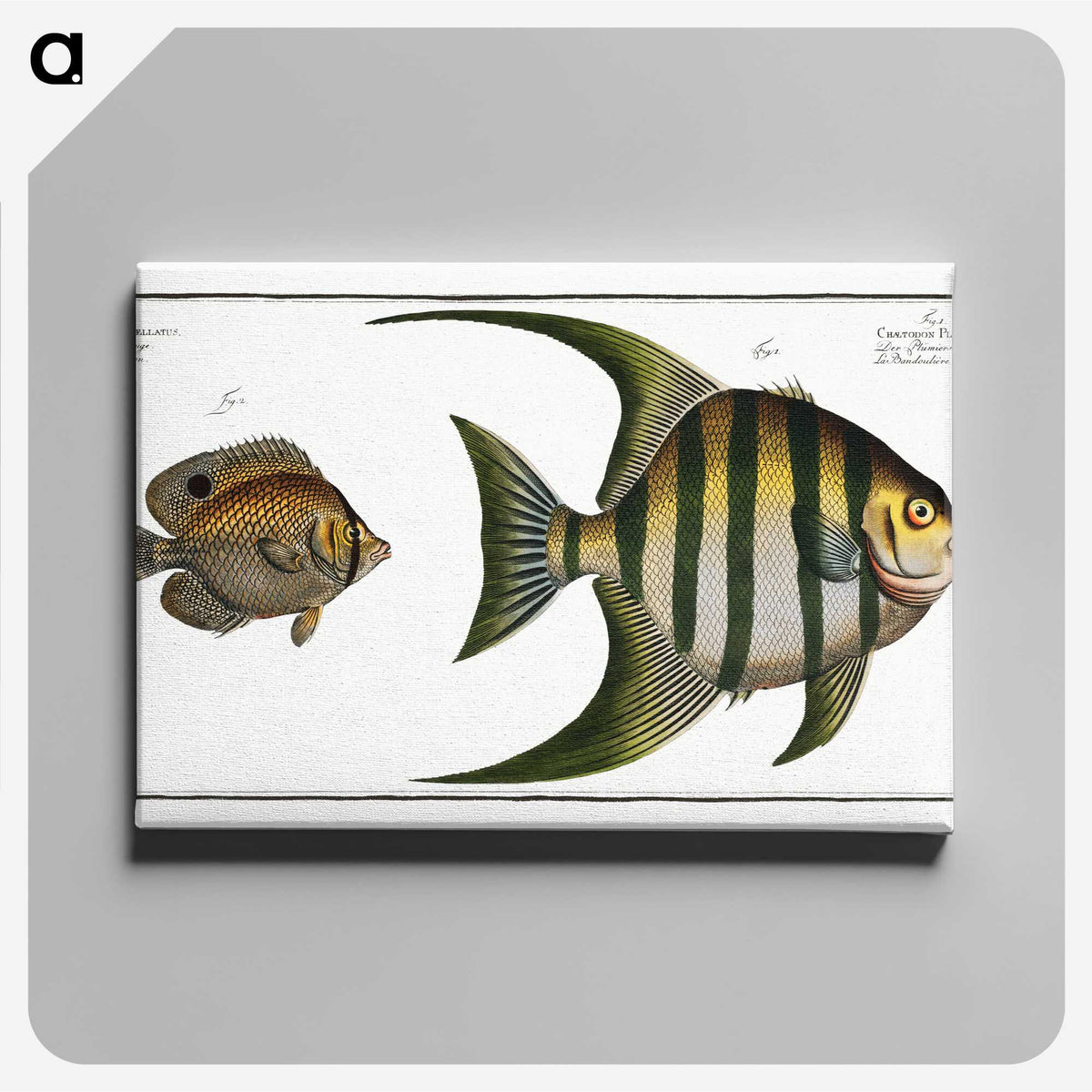 2-30_Ichtyologie-ou-Histoire-naturelle_canvas