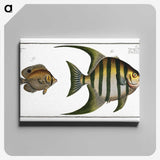 2-30_Ichtyologie-ou-Histoire-naturelle_canvas