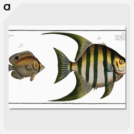 2-30_Ichtyologie-ou-Histoire-naturelle_picture-crop