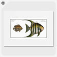 2-30_Ichtyologie-ou-Histoire-naturelle_picture