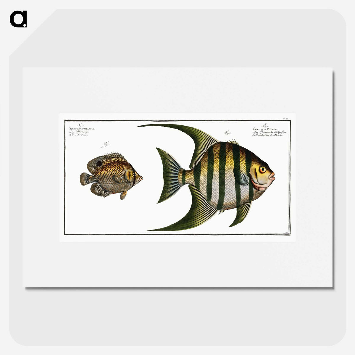 2-30_Ichtyologie-ou-Histoire-naturelle_picture