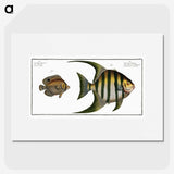 2-30_Ichtyologie-ou-Histoire-naturelle_picture