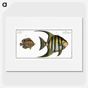 2-30_Ichtyologie-ou-Histoire-naturelle_picture