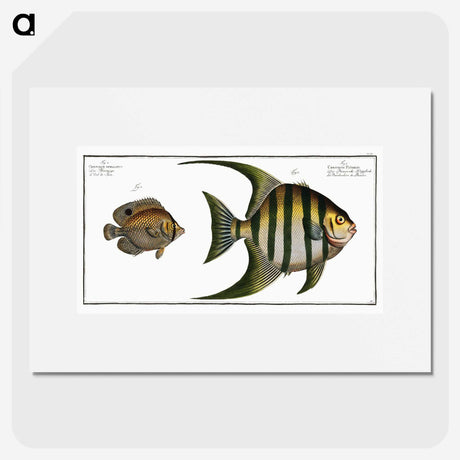 2-30_Ichtyologie-ou-Histoire-naturelle_picture