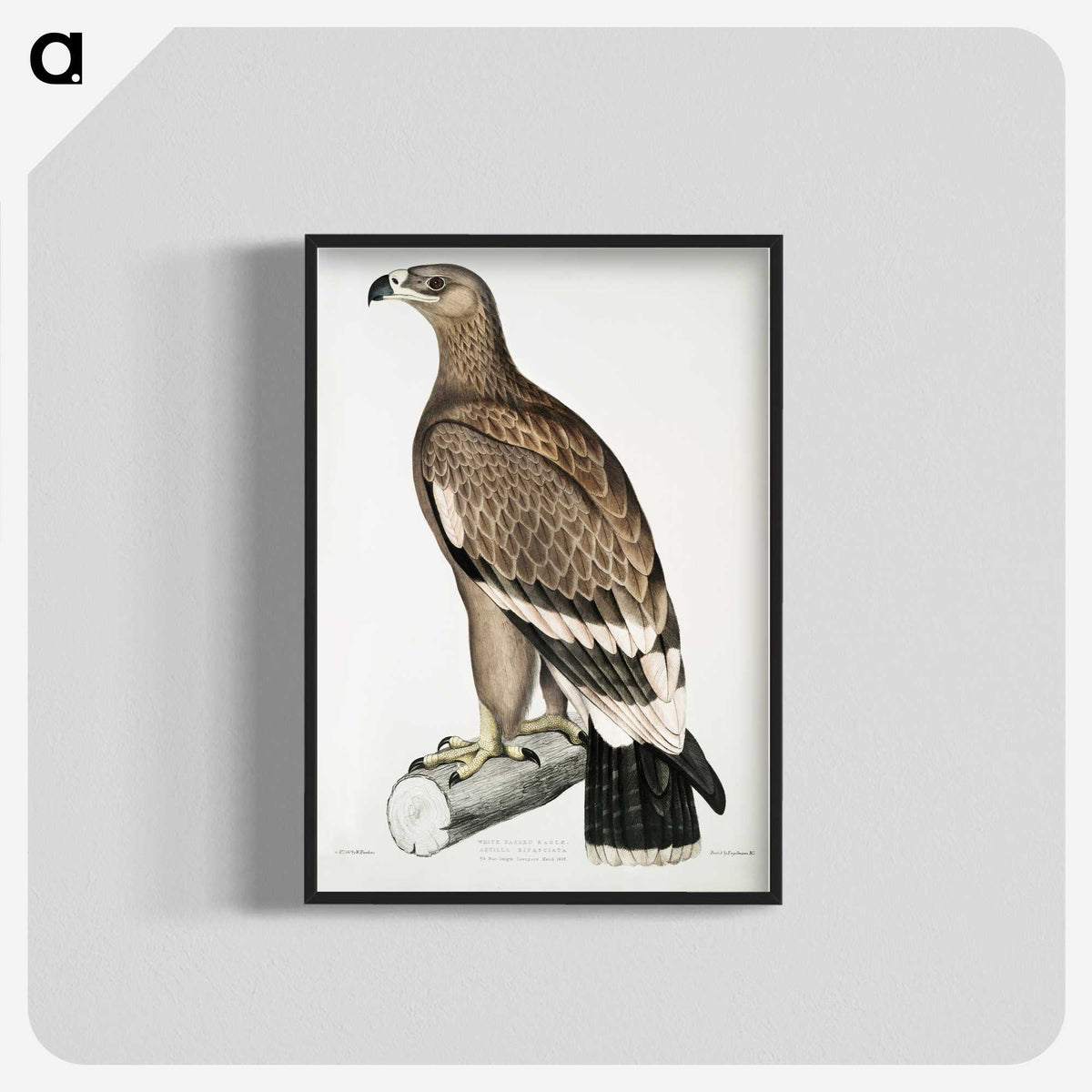 2-30_Indian-Zoology_blk-crop