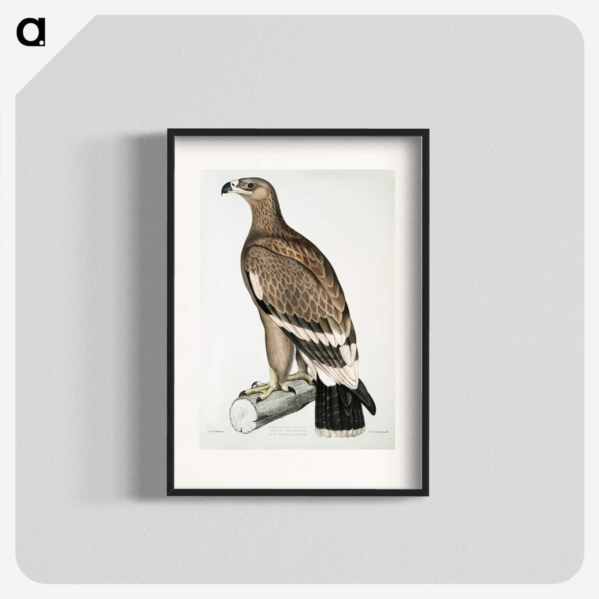 2-30_Indian-Zoology_blk