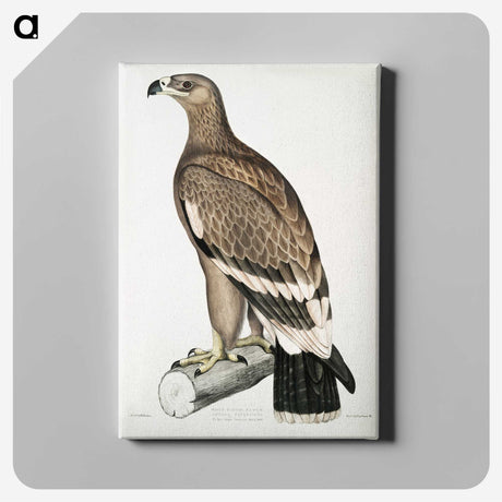 2-30_Indian-Zoology_canvas