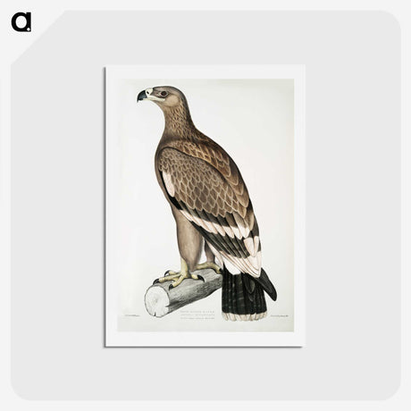 2-30_Indian-Zoology_hagaki