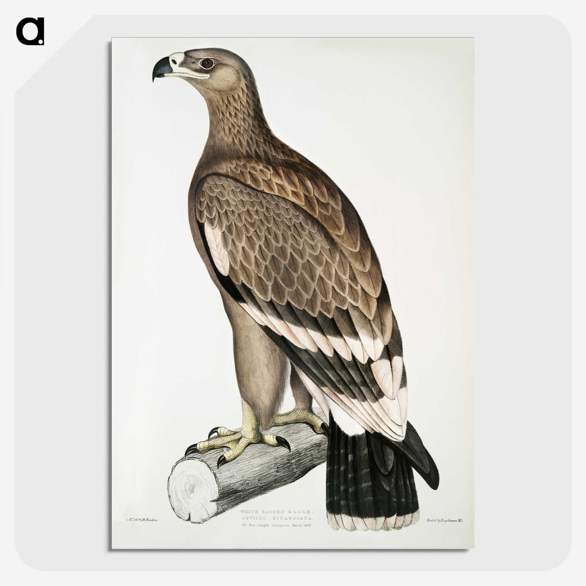 2-30_Indian-Zoology_picture-crop