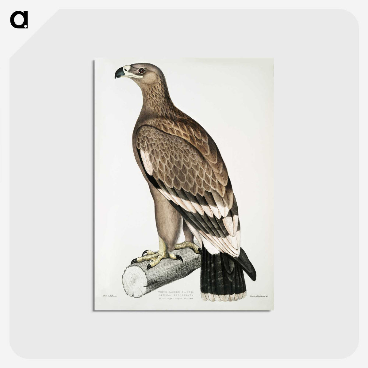 2-30_Indian-Zoology_postcard