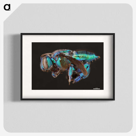 2-30_Insects-Unlocked-Project_blk