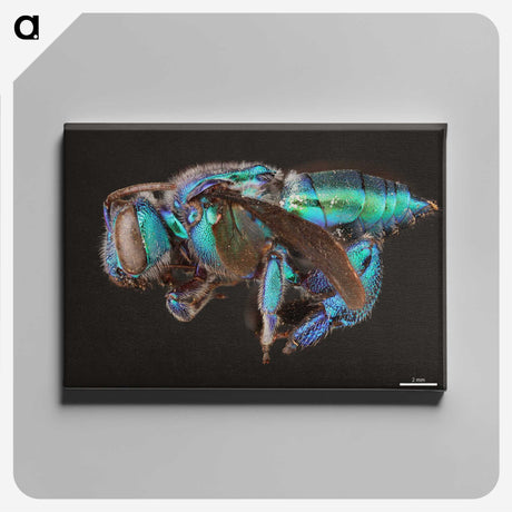 2-30_Insects-Unlocked-Project_canvas