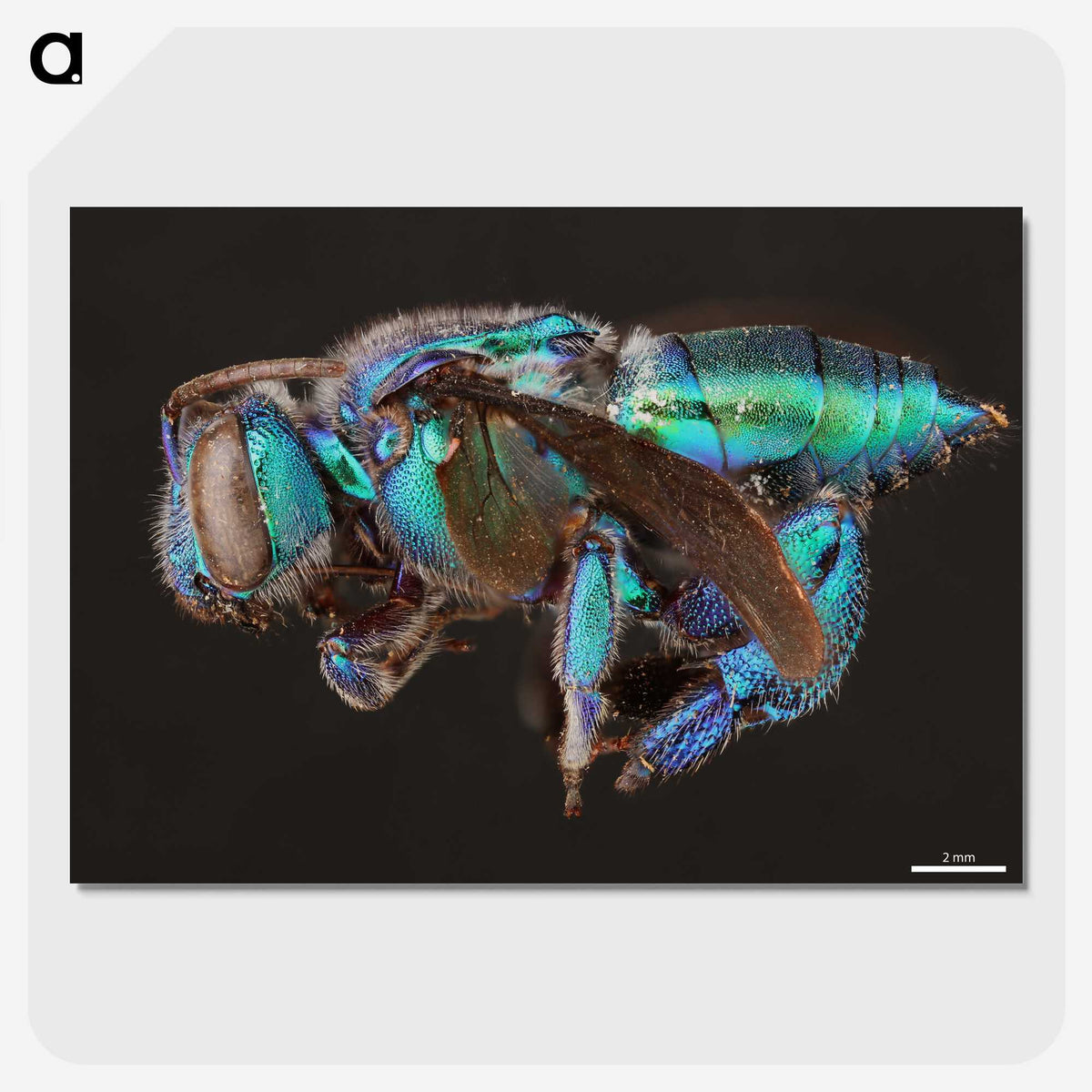 2-30_Insects-Unlocked-Project_picture-crop