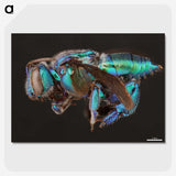 2-30_Insects-Unlocked-Project_picture-crop