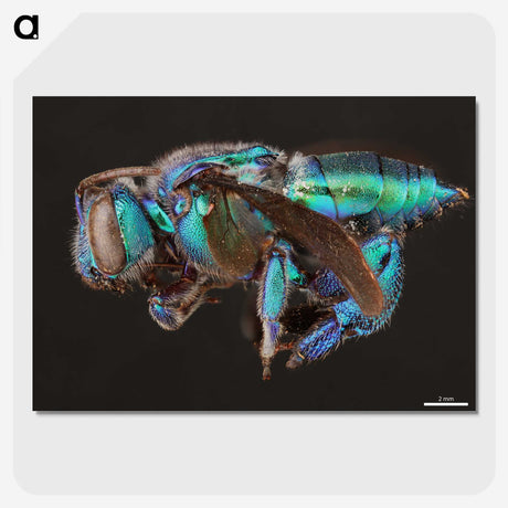 2-30_Insects-Unlocked-Project_picture-crop