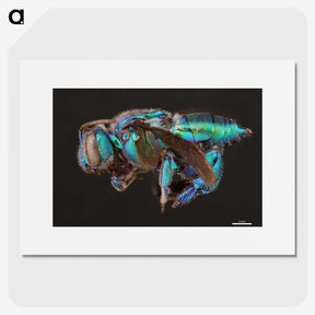 2-30_Insects-Unlocked-Project_picture