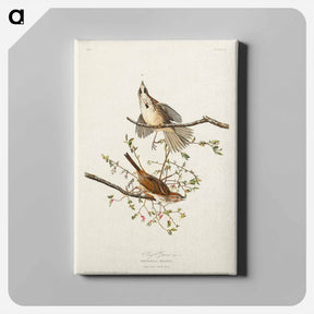 アートパネル-Song Sparrow
 - ジョン ジェームス オーデュボン Canvas.