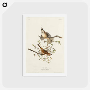 アートポストカード-Song Sparrow
 - ジョン ジェームス オーデュボン Postcard.