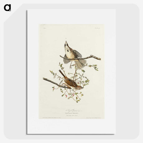 2-30_John-James-Audubon_picture