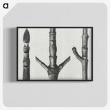 2-30_Karl-Blossfeldt_blk-crop
