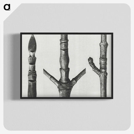 2-30_Karl-Blossfeldt_blk-crop