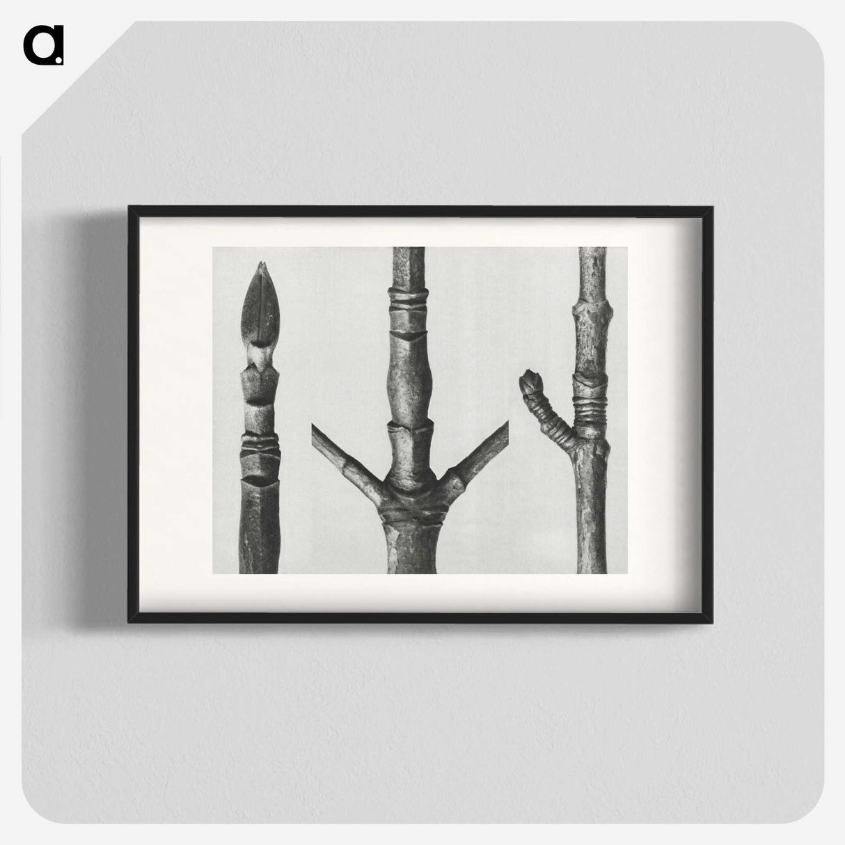2-30_Karl-Blossfeldt_blk