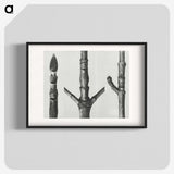 2-30_Karl-Blossfeldt_blk