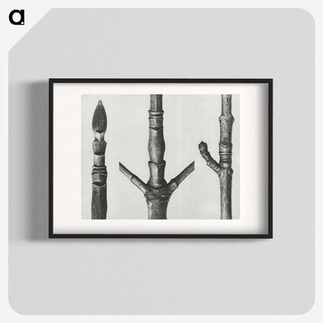2-30_Karl-Blossfeldt_blk
