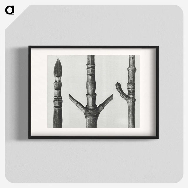 2-30_Karl-Blossfeldt_blk