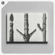 2-30_Karl-Blossfeldt_canvas