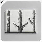 2-30_Karl-Blossfeldt_canvas