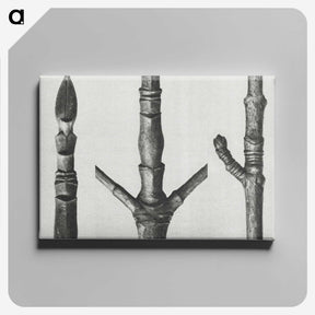 2-30_Karl-Blossfeldt_canvas