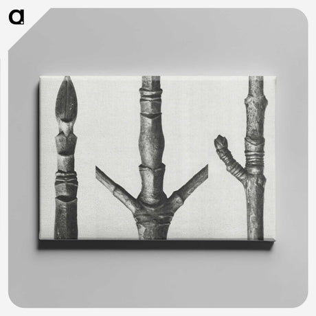 2-30_Karl-Blossfeldt_canvas