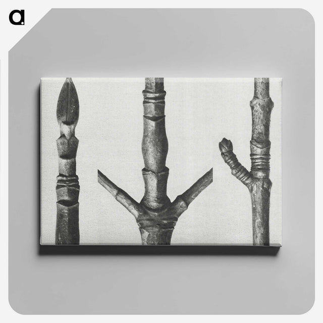 2-30_Karl-Blossfeldt_canvas