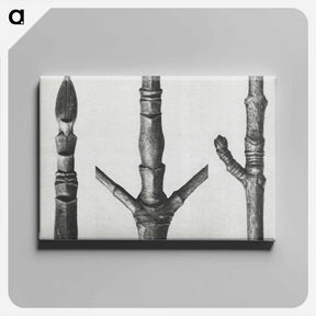 アートパネル-End of Cornus Nuttallii branch enlarged 8 times - カール ブロスフェルト Canvas.