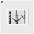 アートポストカード-End of Cornus Nuttallii branch enlarged 8 times - カール ブロスフェルト Postcard.