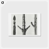 アートポストカード-End of Cornus Nuttallii branch enlarged 8 times - カール ブロスフェルト Postcard.