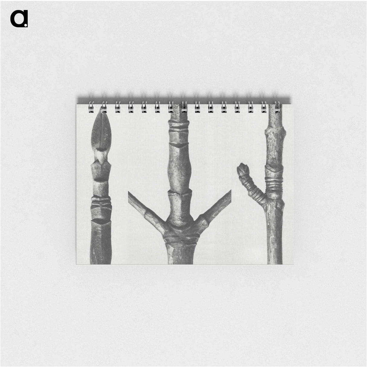 2-30_Karl-Blossfeldt_memo