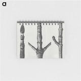 2-30_Karl-Blossfeldt_memo