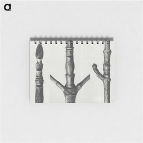 2-30_Karl-Blossfeldt_memo