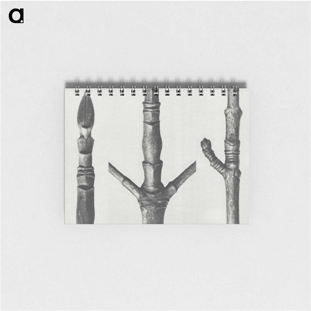 2-30_Karl-Blossfeldt_memo