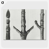 2-30_Karl-Blossfeldt_picture-crop
