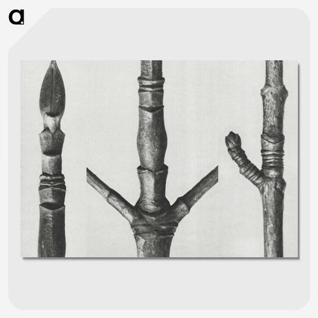 2-30_Karl-Blossfeldt_picture-crop