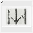2-30_Karl-Blossfeldt_picture